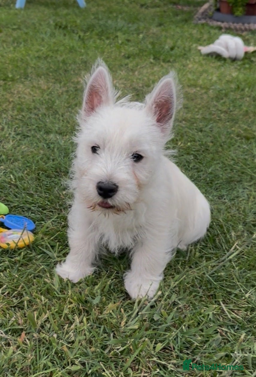West Highland Terrier dogs Beautiful west highland terrier pups - Advert 16