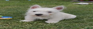 West Highland Terrier Puppy 1