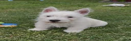 West Highland Terrier dogs for sale: Beautiful west highland terrier pups - Advert 1