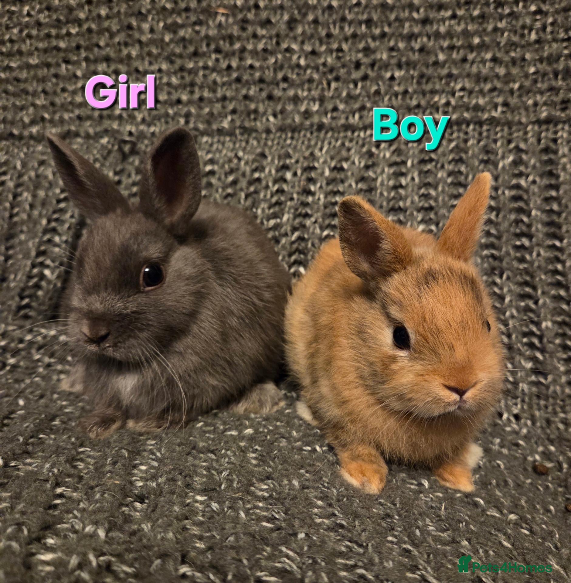 Netherland Dwarf rabbits 8wk old Blue Netherland Dwarf Girl & Boy - Advert 2