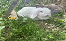 Mini Lop rabbits for sale: Rabbits for sale  - Image 3
