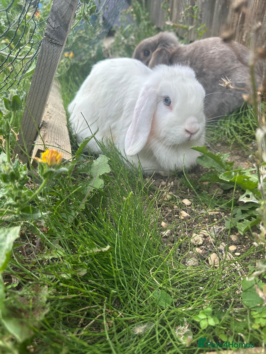 Mini Lop rabbits for sale: Rabbits for sale  - Image 3