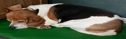 Beagle dogs for sale: Male Beagle - Advert 3