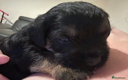 Border Terrier dogs for sale: Stunning SLEM clear KC reg blue and tan bitch pup - Image 7