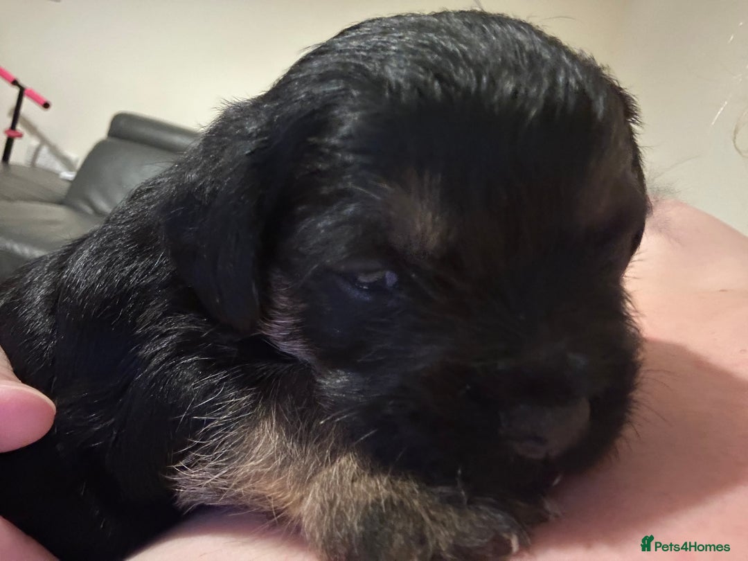 Border Terrier dogs for sale: Stunning SLEM clear KC reg blue and tan bitch pup - Image 7
