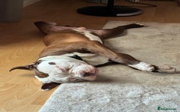 American Bull Staffy dogs for sale: American Staffordshire Terrier - Image 6