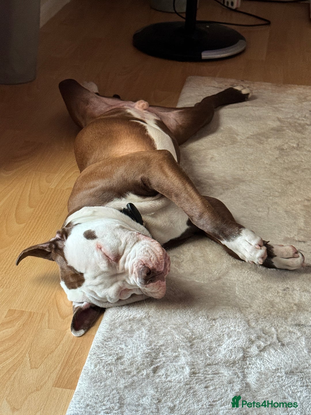 American Bull Staffy dogs for sale: American Staffordshire Terrier - Image 6
