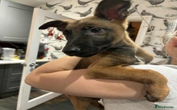 Belgian Shepherd Dog dogs for sale: Belgian shepherd pups REDUCED,! - Image 13