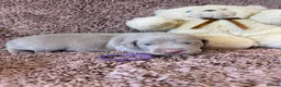 Weimaraner dogs for sale: Weimaraner Silver Grey Girl Pups - Ganult showline - Advert 27