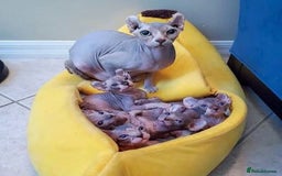 Sphynx cats for sale: Sphynx Kittens For Sale - Image 5