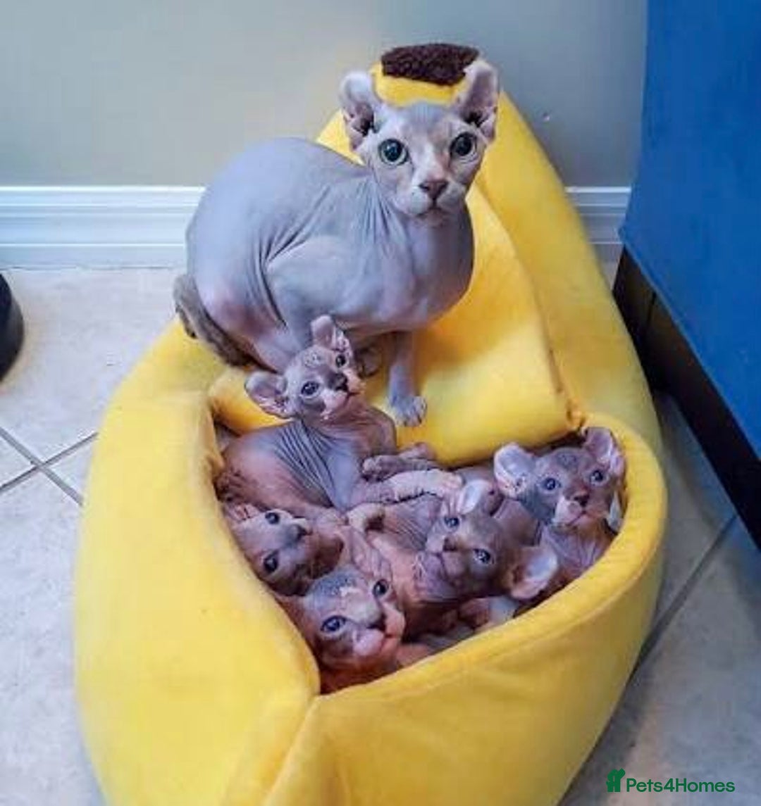 Sphynx cats for sale: Sphynx Kittens For Sale - Image 5