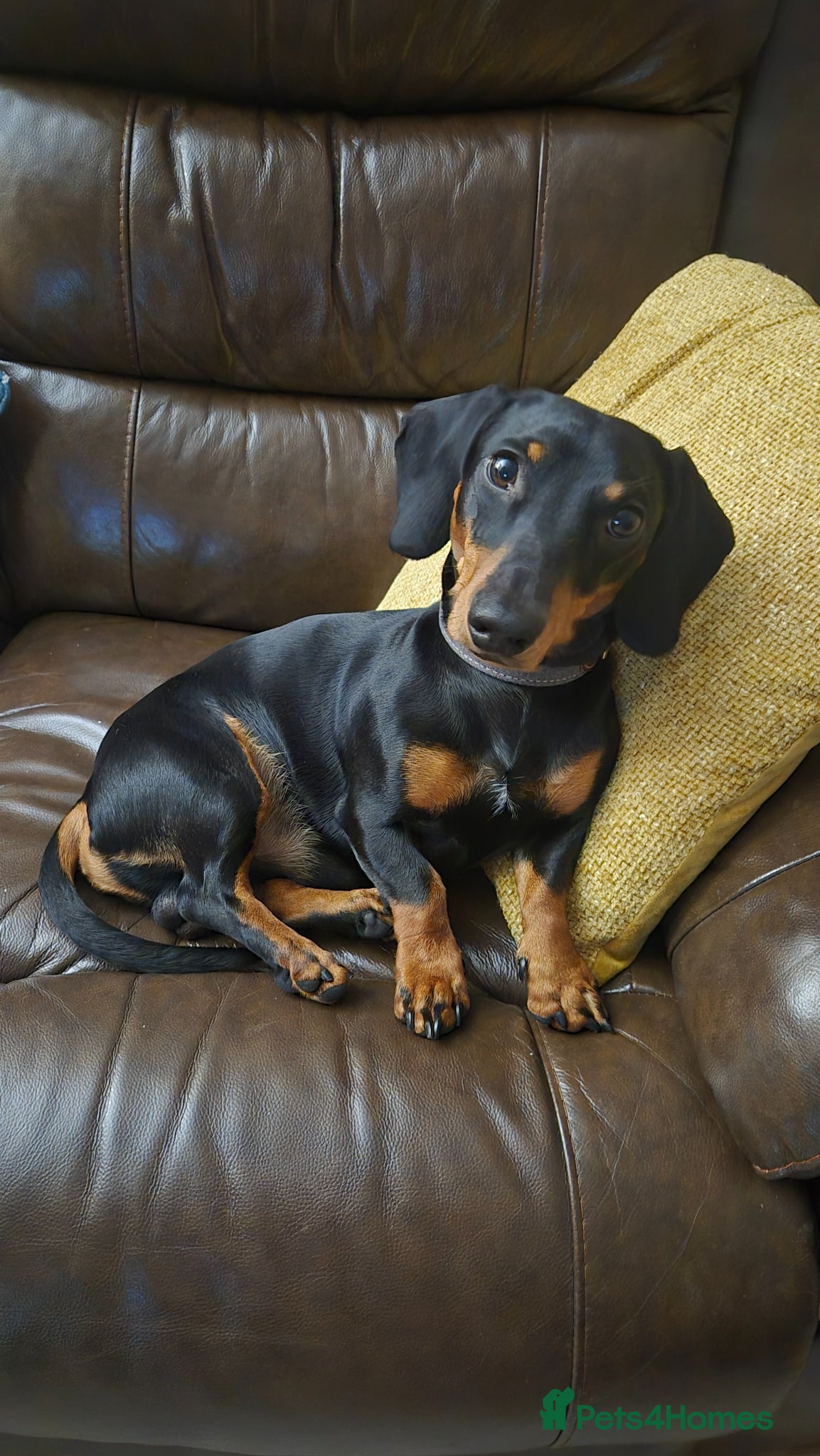 Miniature Dachshund dogs Miniature Dachshund black and Tan - Advert 1