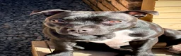 Staffordshire Bull Terrier dogs for sale: Adorable Staffordshire bull terrier - Advert 5