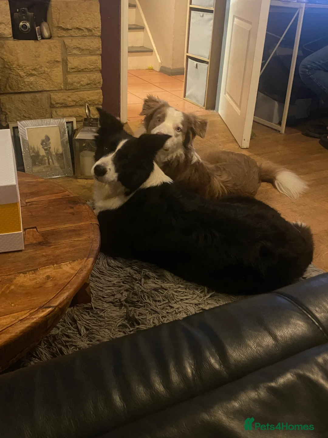 Border Collie dogs for sale: Stunning collie pups in Watlington - Advert 13