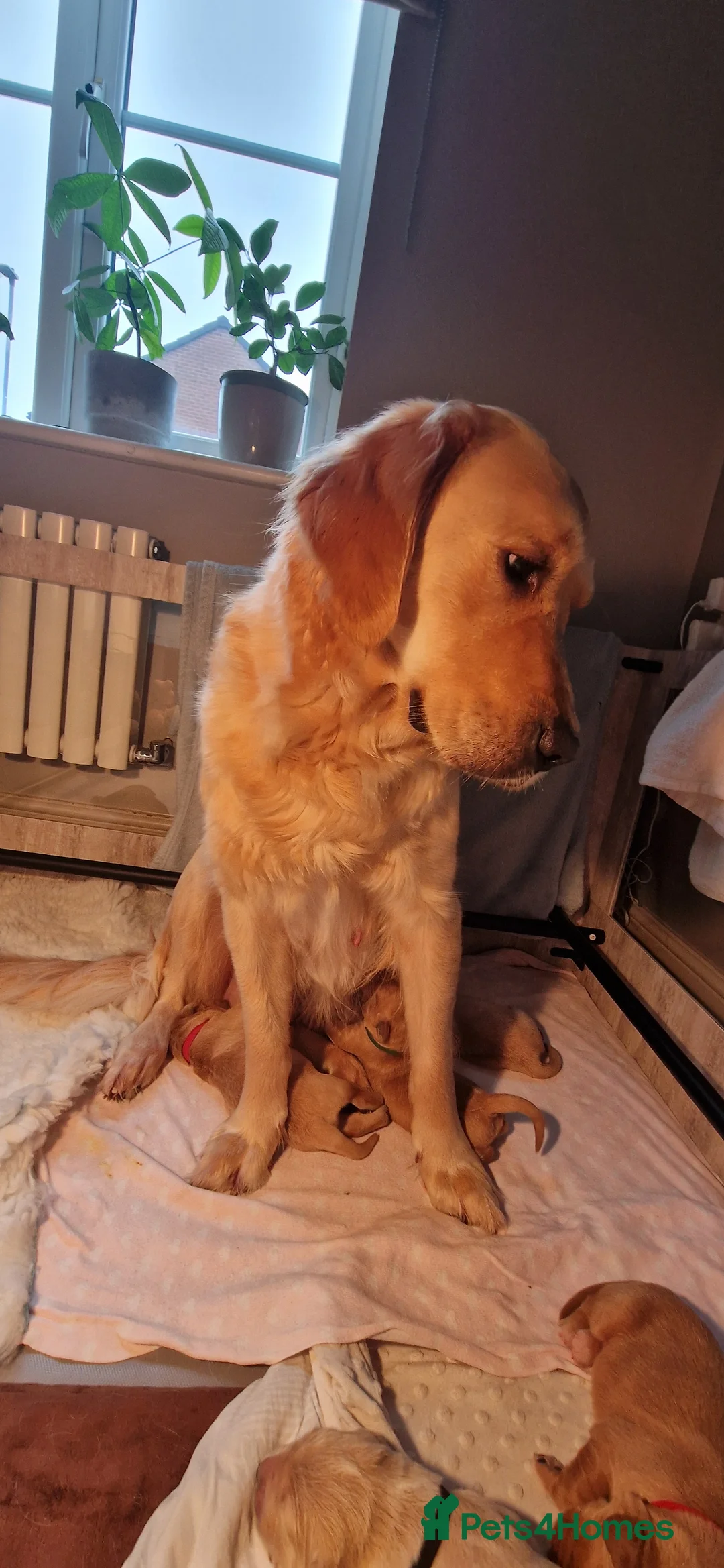 Golden Retriever dogs for sale: Golden Retriever puppies- 3 weeks old - Advert 32