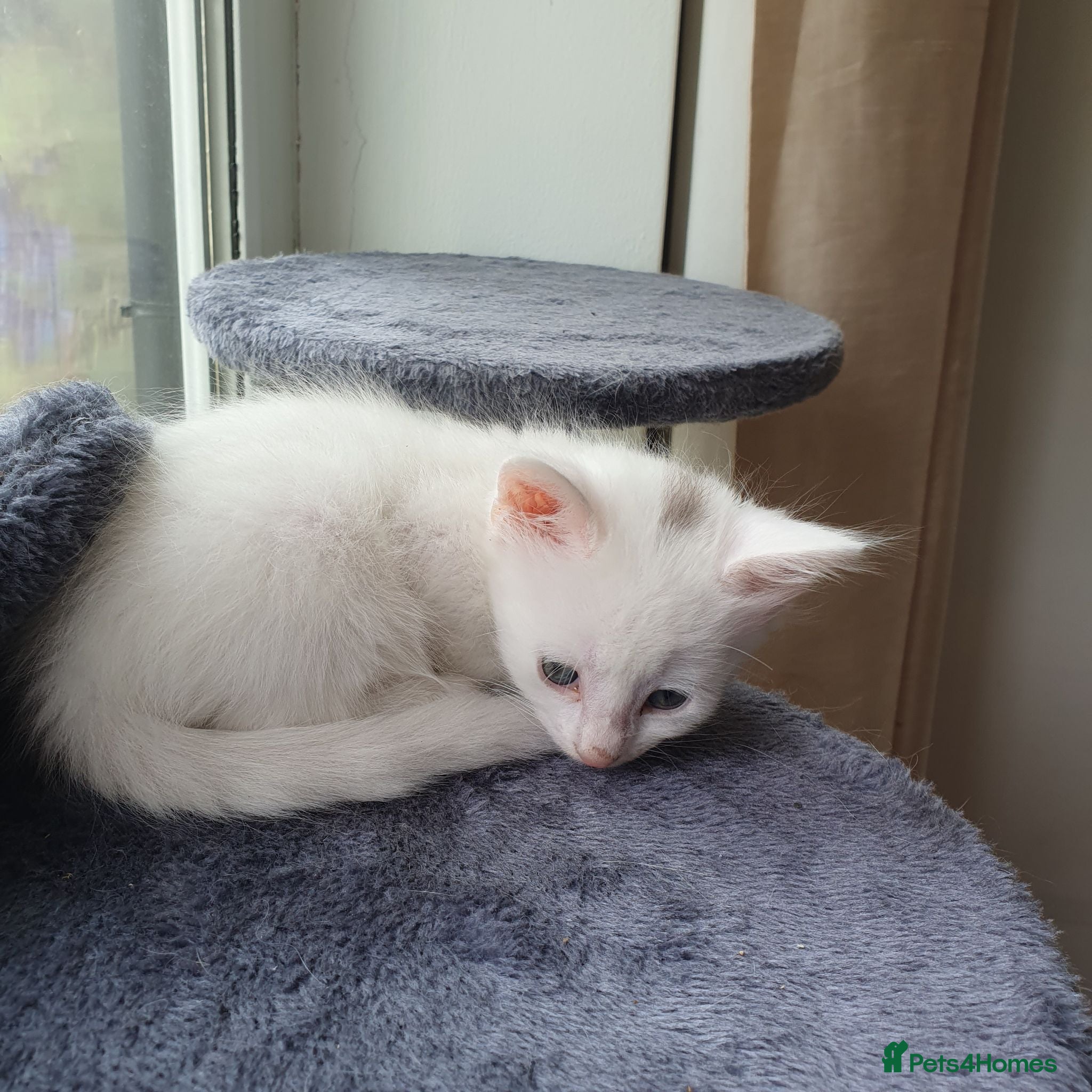 Turkish Angora cats 2 male turkish angora white kittens left - Advert 9