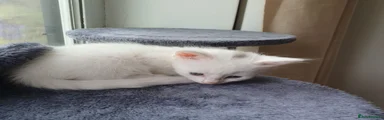 Turkish Angora 1