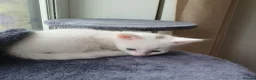 Turkish Angora cats for sale: 2 male turkish angora white kittens left - Advert 1
