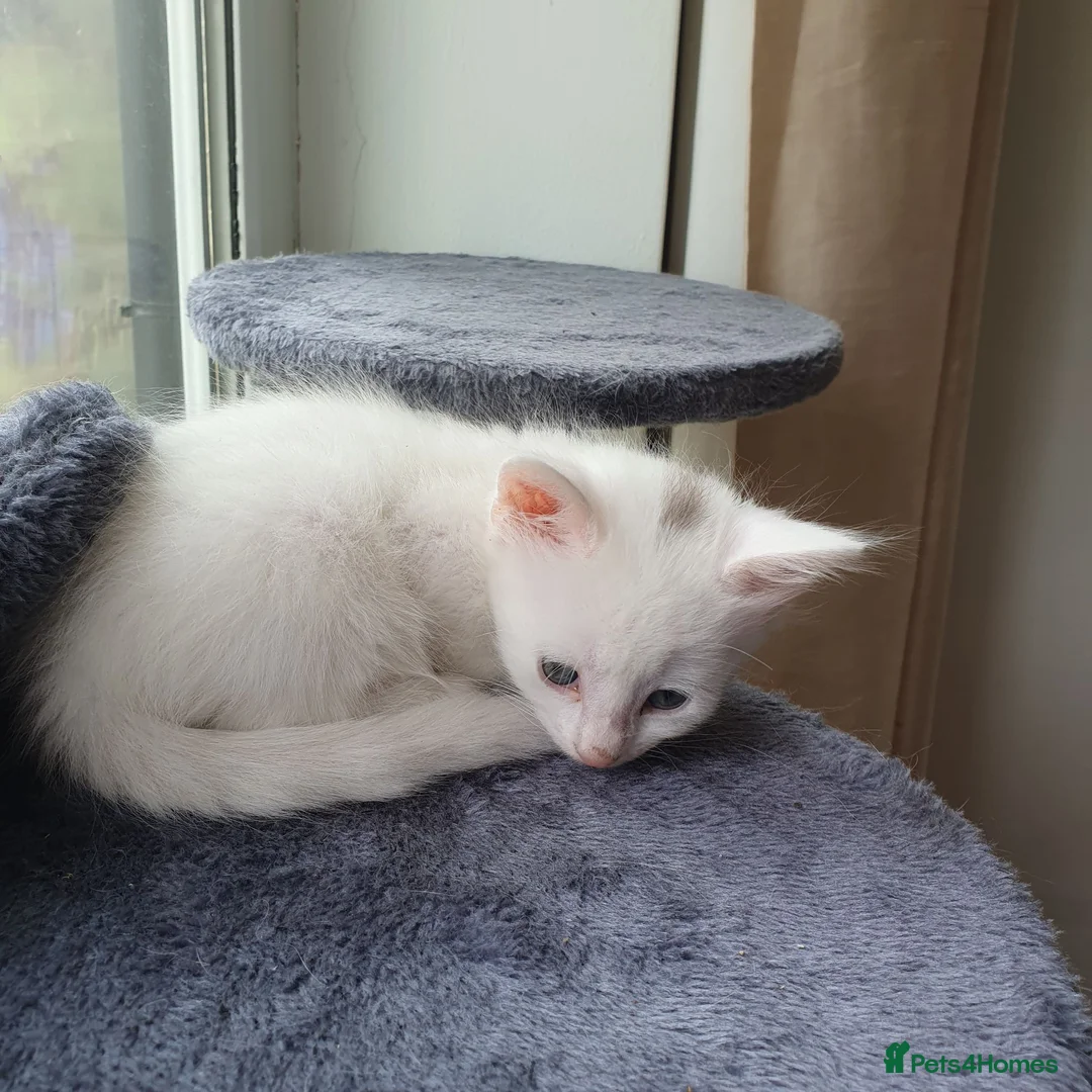 Turkish Angora cats for sale: 2 male turkish angora white kittens left - Advert 1