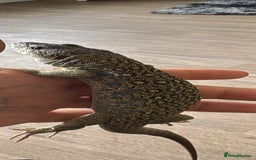 Lizard reptiles for sale: M/f European eyed lizards  - Image 1