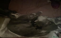Mixed Breed cats for sale: Cute chinchilla Persian x tabby mix kittens  - Image 2
