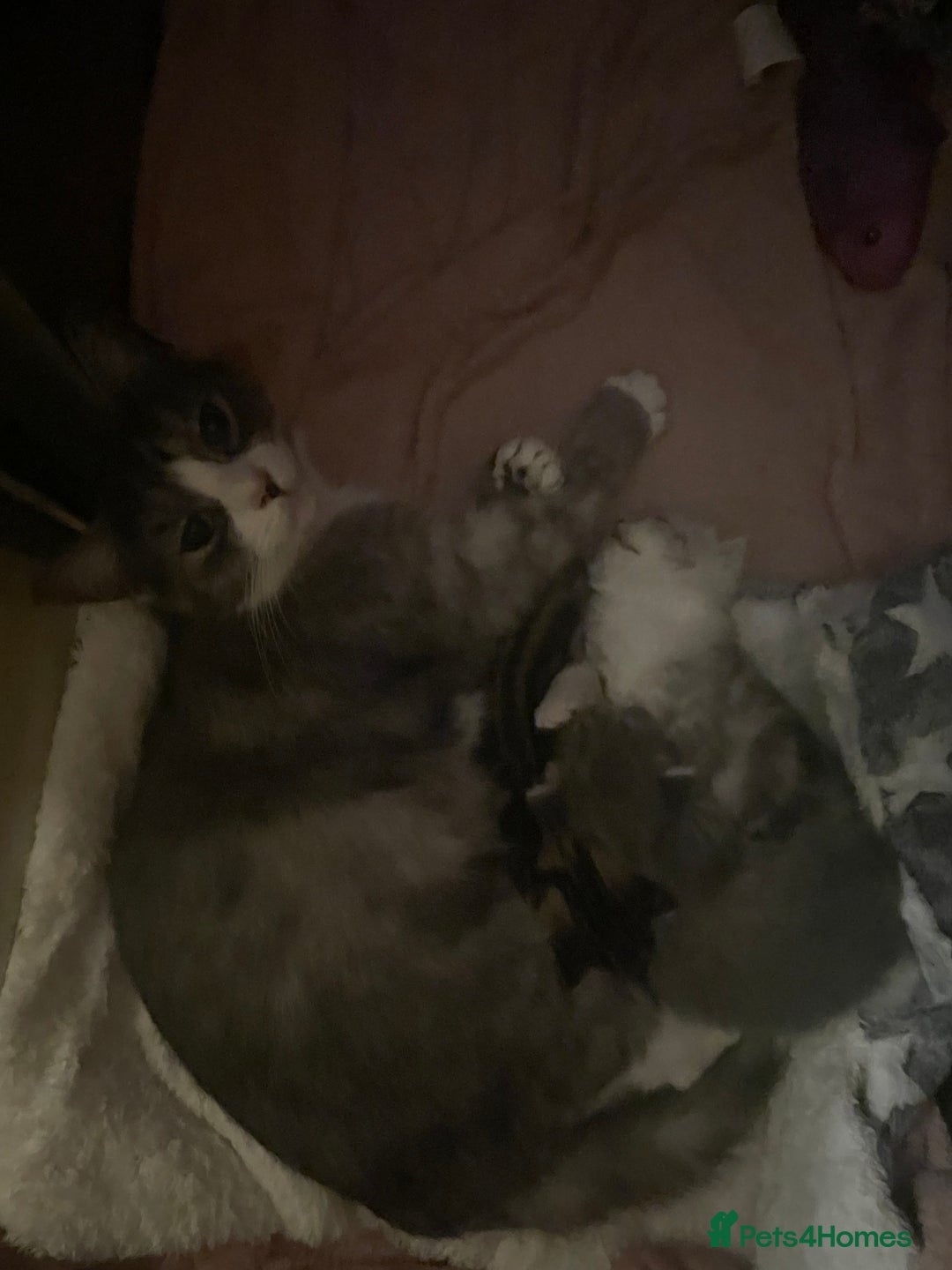 Mixed Breed cats for sale: Cute chinchilla Persian x tabby mix kittens  - Image 2