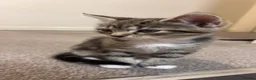 Mixed Breed cats for sale: Four beautiful tabby kittens - Advert 17