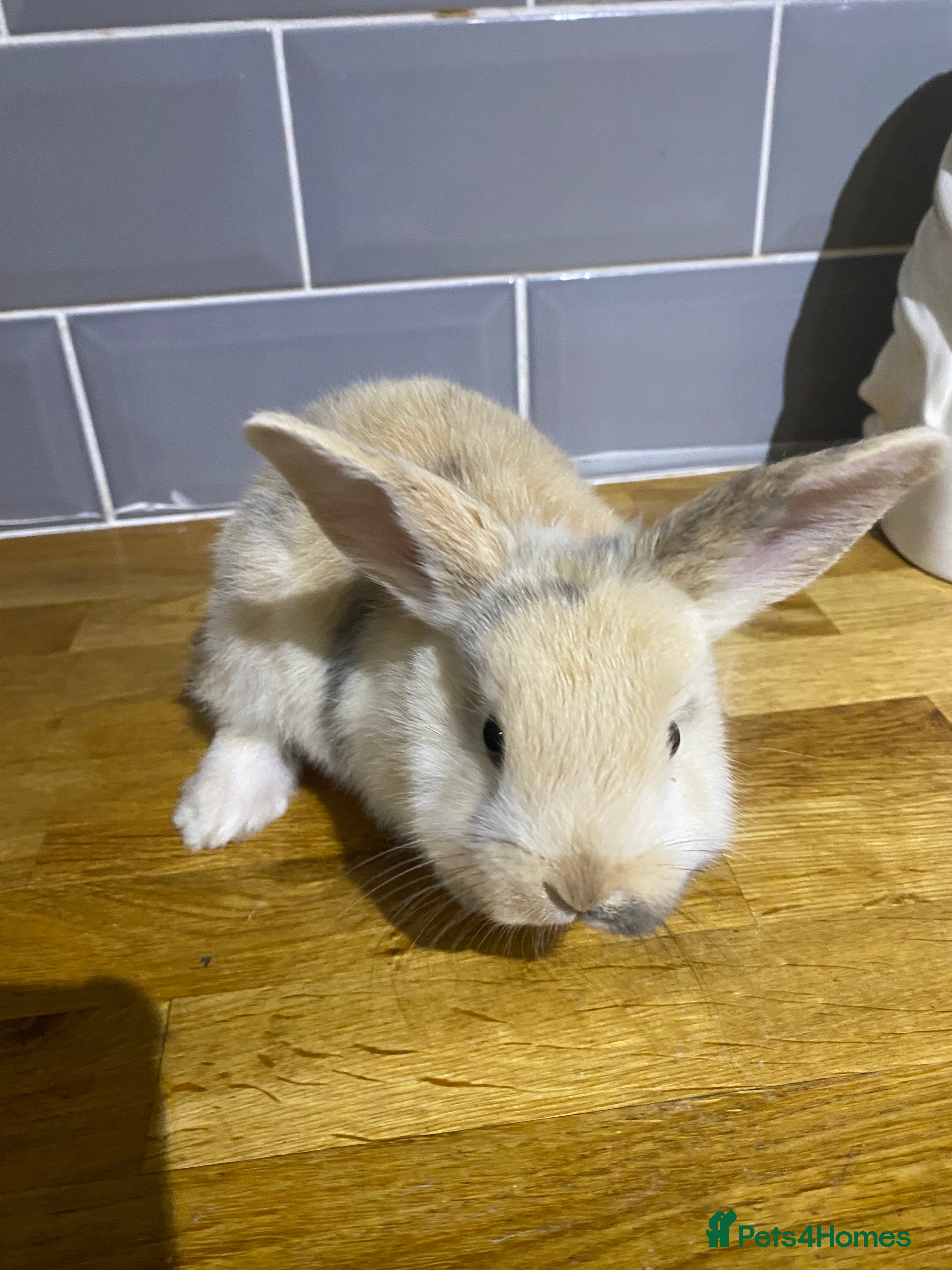 Mixed Breed rabbits Bunnies for sale  - Advert 1