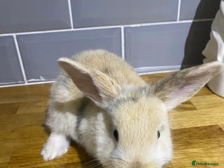 Mixed Breed rabbits Bunnies for sale - Advert 7