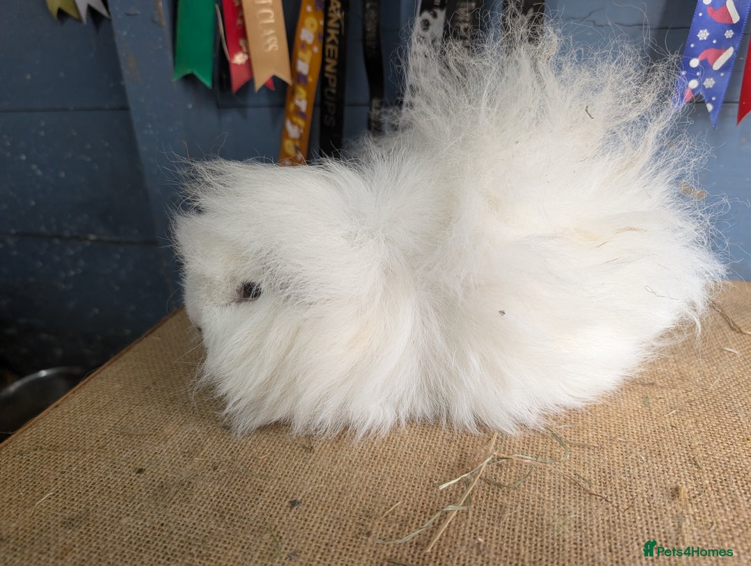 Guinea Pig rodents for sale: Swiss breed guinea pig babies & going adults  - Image 7