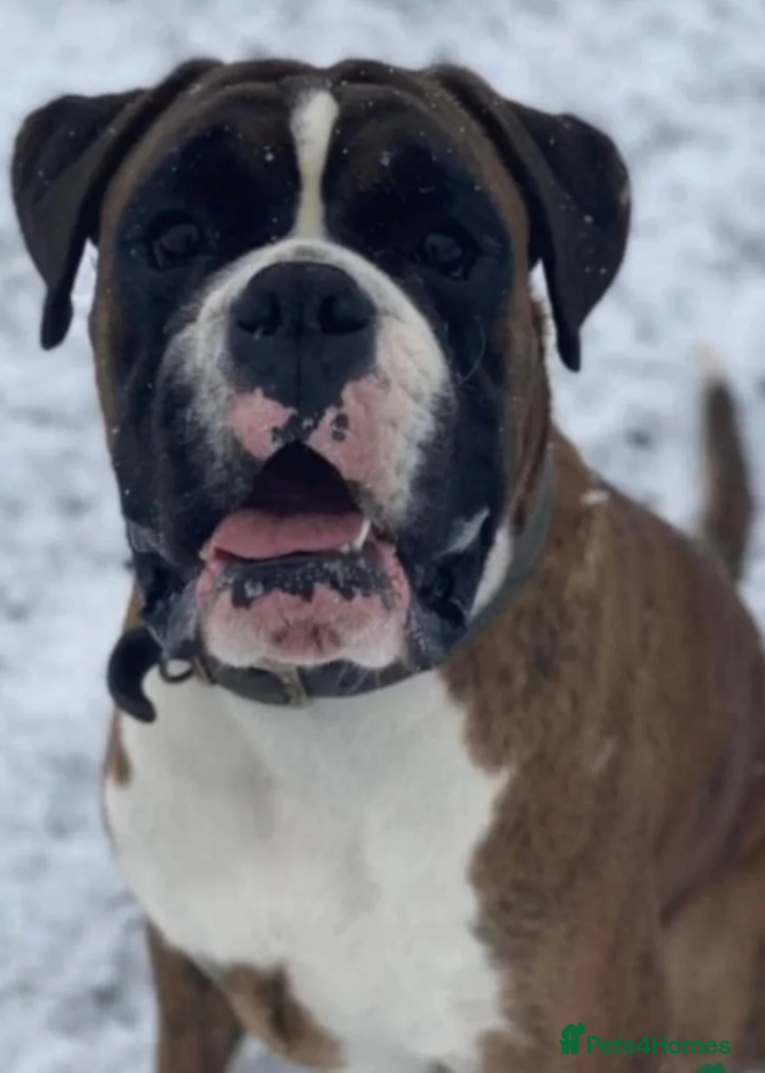 Boxer dogs for sale: Beautiful boxer puppys in Rotherham - Advert 2
