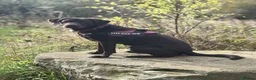 Labrador Retriever dogs for sale: *READY 30/7/26, KC Reg Black Labrador Puppies* - Advert 13