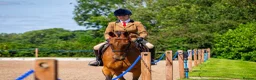 Irish Thoroughbred horses for sale: Thatbeatsbanagher in Leyburn - Advert 7