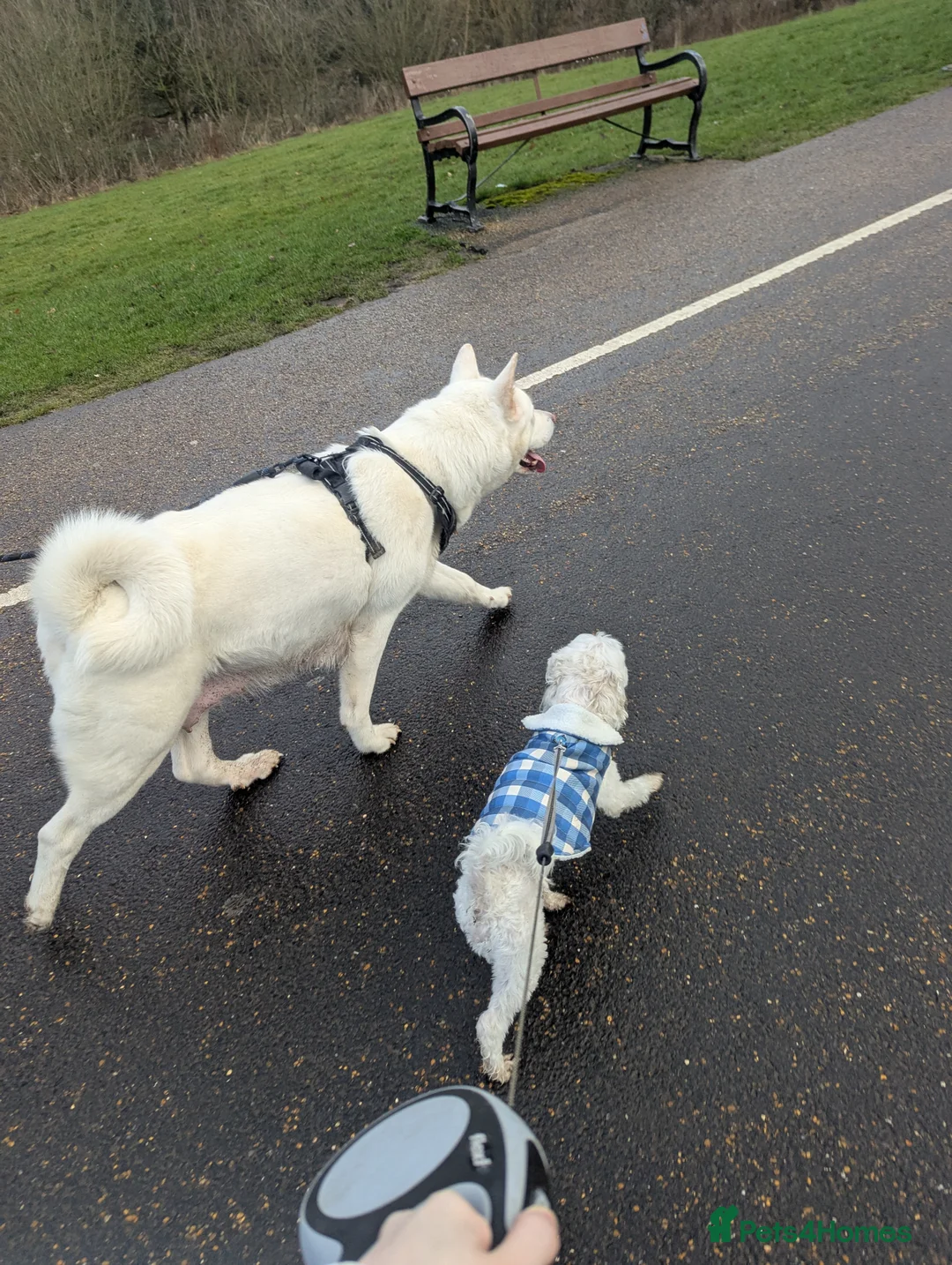 Maltipoo dogs for sale: Buddy male maltipoo  - Advert 6