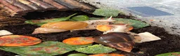 Snails invertebrates for sale: Albino Giant African Snails for sale! - Advert 13