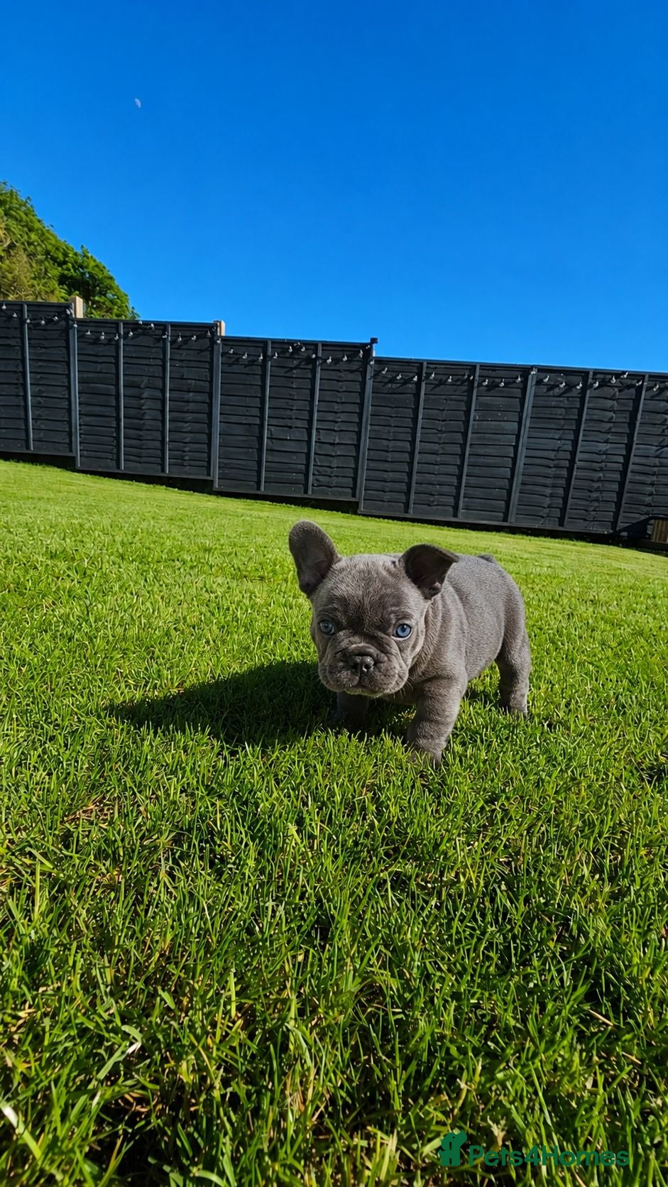 French Bulldog dogs Exceptional KC French Bulldog Puppies - Advert 1