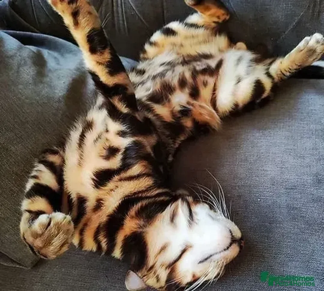 Bengal cats for stud: Rehoming 🔥 Clouded Bengal Stud TICA Amazing🔥 in Durham - Image 7