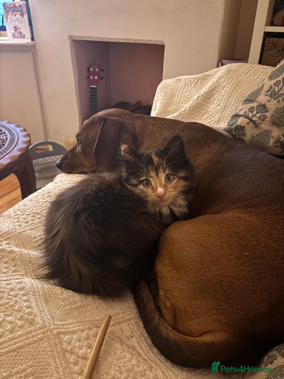 Mixed Breed cats for sale: High energy , very happy kitten - Advert 2