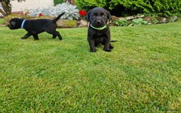 Labrador Retriever dogs for sale: **PEDIGREE, KC REGISTERED AND HIP SCORED** - Image 14