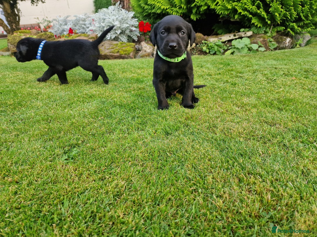 Labrador Retriever dogs for sale: **PEDIGREE, KC REGISTERED AND HIP SCORED** - Image 14