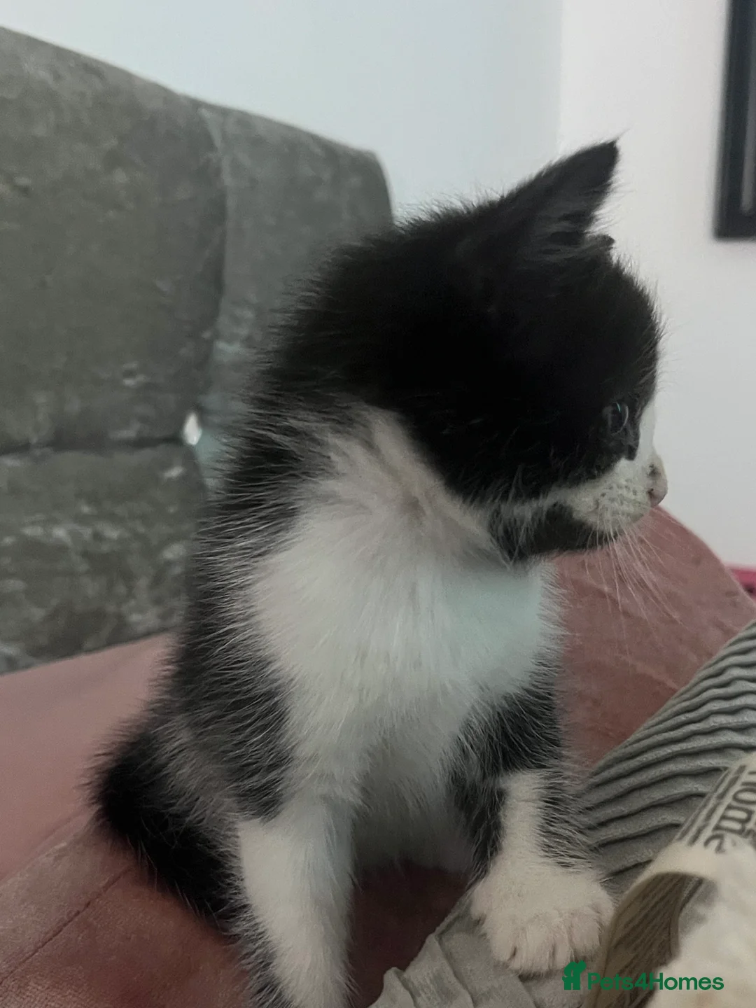 Mixed Breed cats for sale: CUTE KITTENS FOR SALE - Advert 16