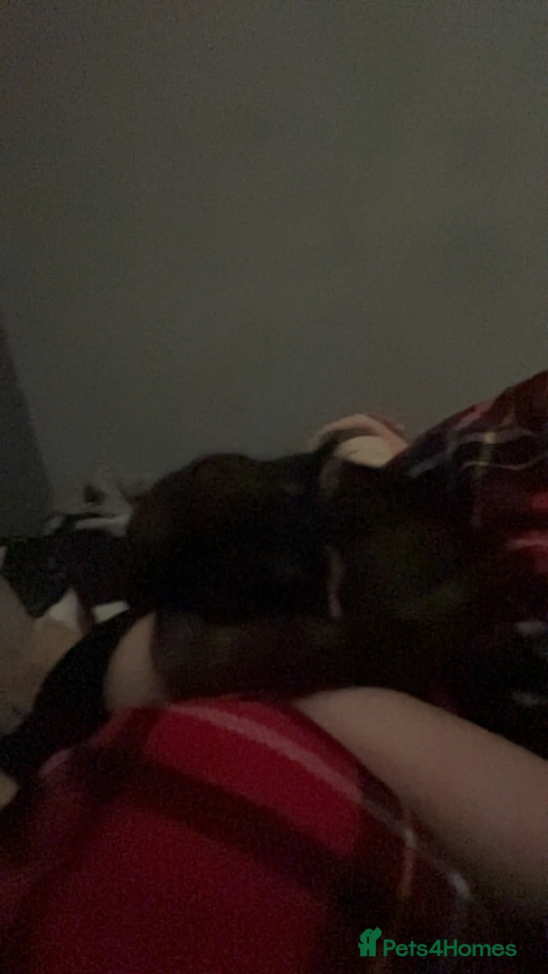 Mixed Breed cats for sale: Smudge 2years  - Advert 2