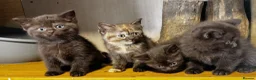 British Longhair cats for sale: Playful and beautiful kittens - Advert 10