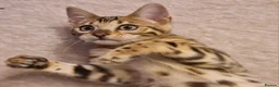 Bengal cats for sale: Stunning Rosetted Girl  - Advert 8