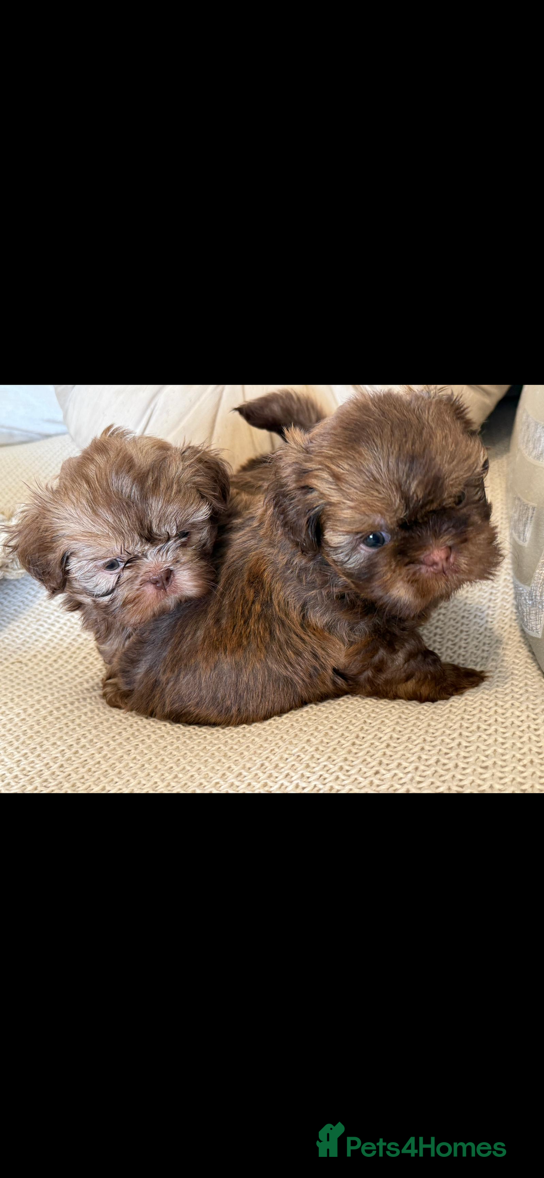 Shih Tzu dogs for sale: KENNEL CLUB CHOC IMPERIAL SHIHTZU - Image 8