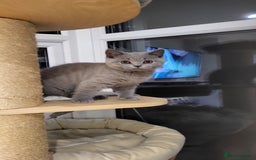 British Shorthair cats for sale: Beautifully british shorthair  kittens ready to go - Image 7