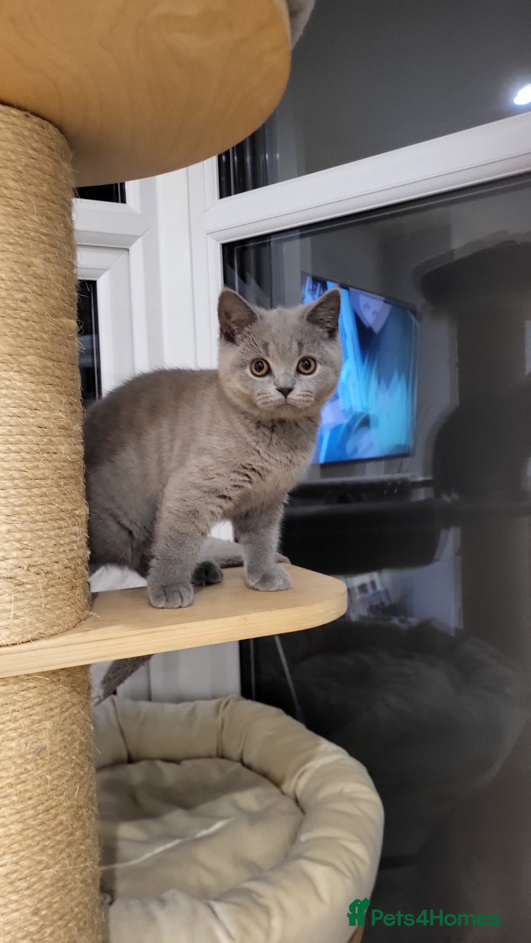 British Shorthair cats for sale: Beautifully british shorthair  kittens ready to go - Image 7