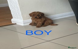 Miniature Poodle dogs for sale: Miniature poodles - Image 7