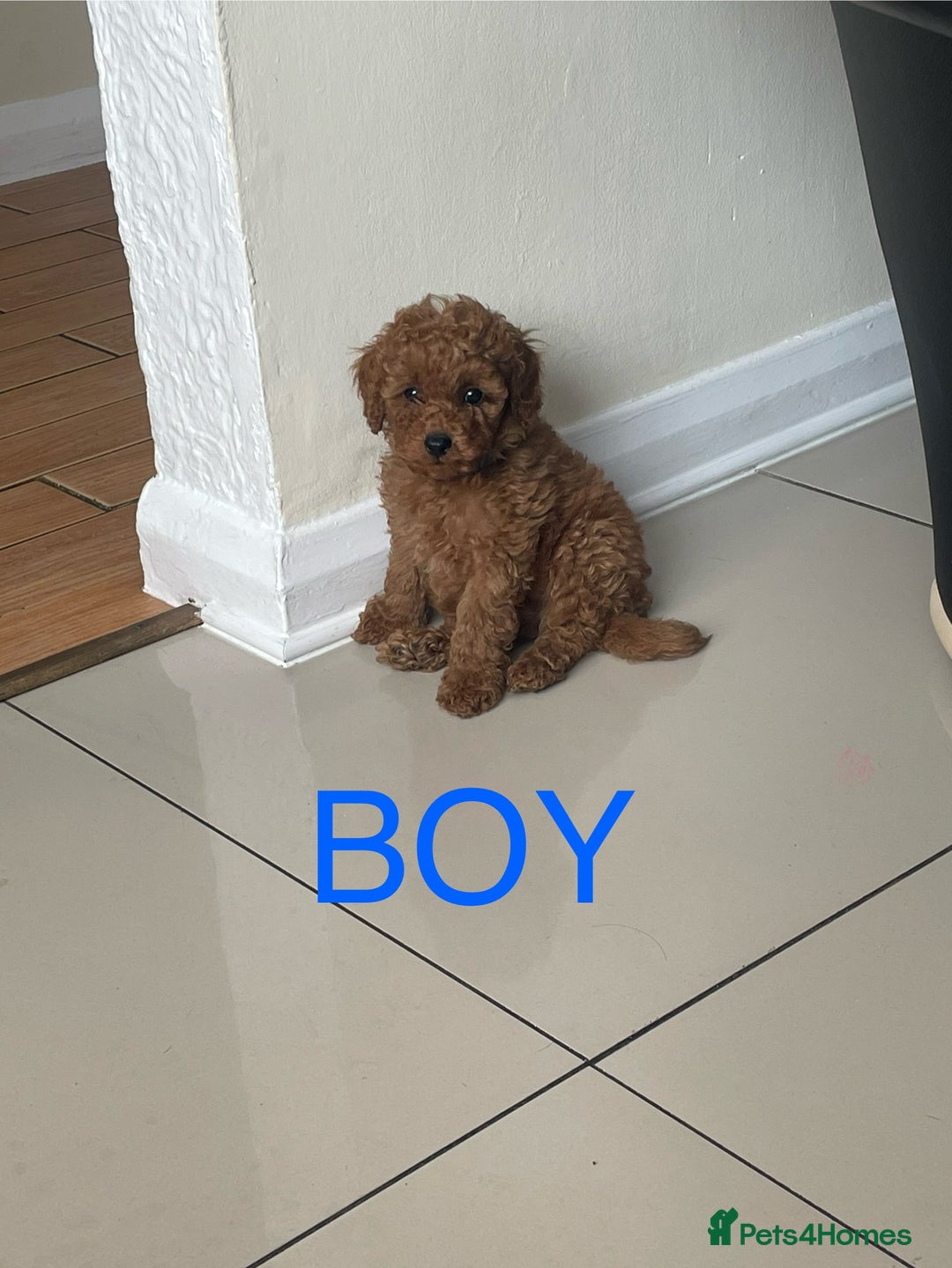 Miniature Poodle dogs for sale: Miniature poodles - Image 7