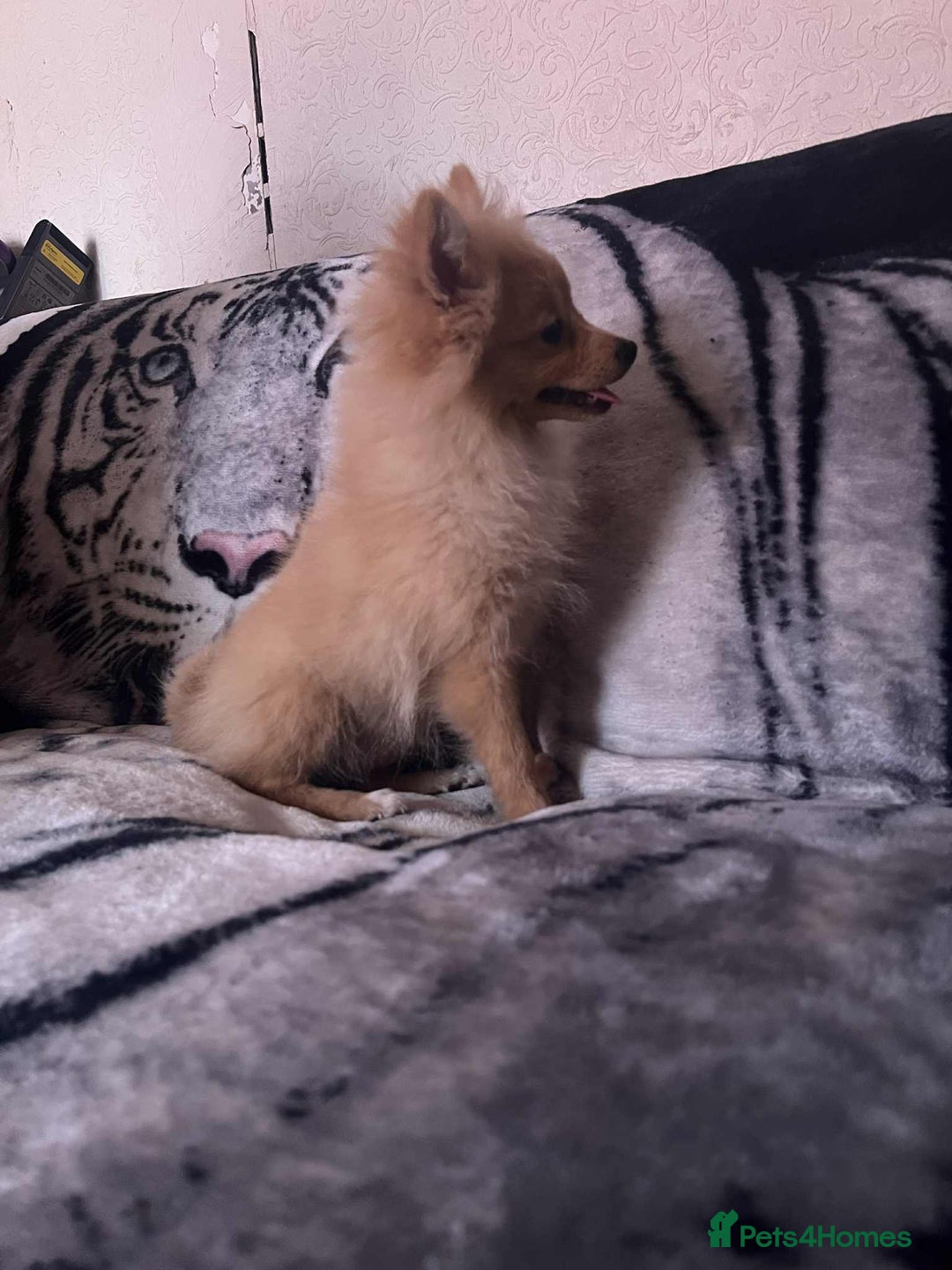 Pomeranian dogs for sale: 4 beautiful Pomeranian's looking for forever home  - Image 10